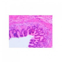 Histology Slides