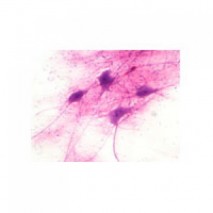 Histology Slides