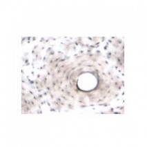 Histology Slides